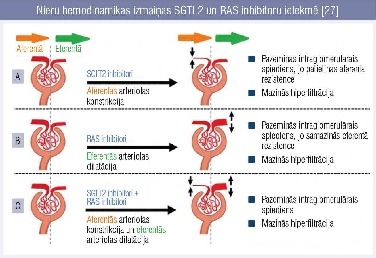 Nieru hemodinamikas izmaiņas SGTL2 un RAS inhibitoru ietekmē [27]