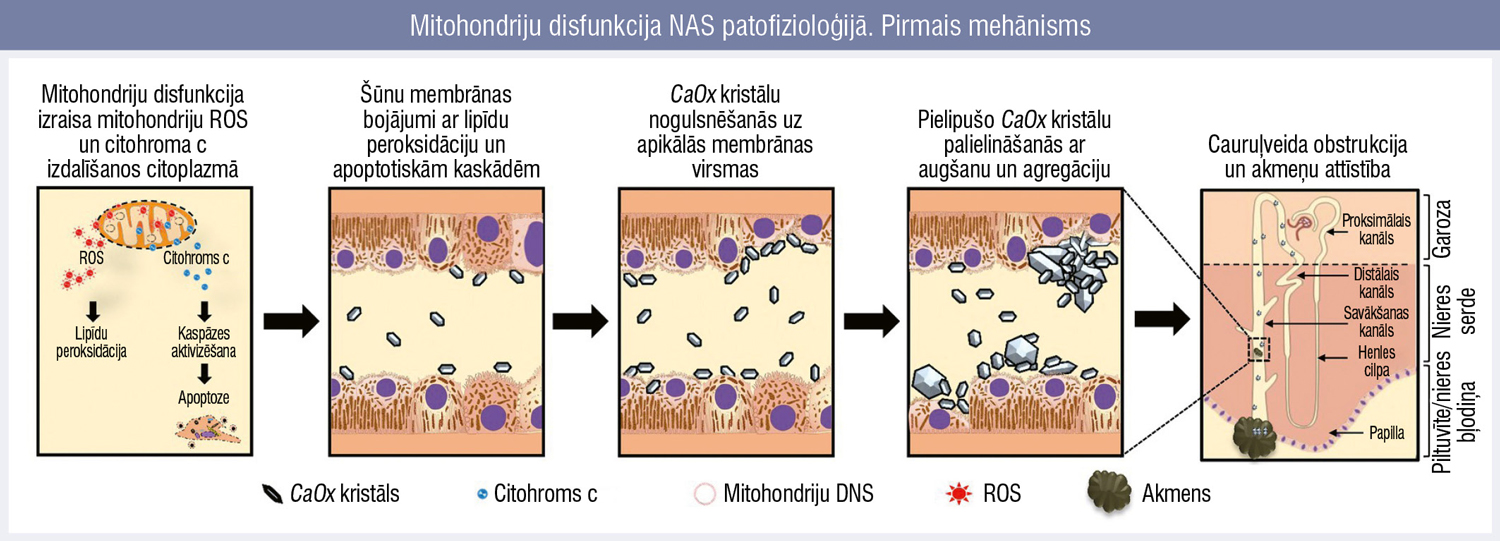 Mitohondriju disfunkcija NAS patofizioloģijā. Pirmais mehānisms