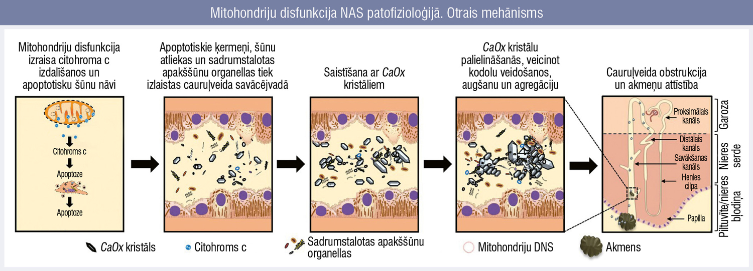 Mitohondriju disfunkcija NAS patofizioloģijā. Otrais mehānisms