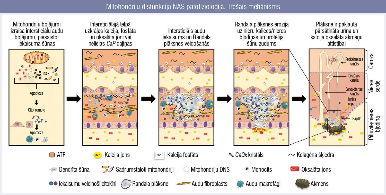Mitohondriju disfunkcija NAS patofizioloģijā. Trešais mehānisms