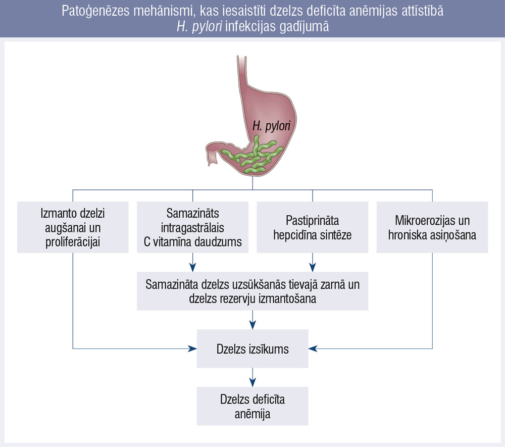 Patoģenēzes mehānismi, kas iesaistīti dzelzs deficīta anēmijas attīstībā H. pylori infekcijas gadījumā