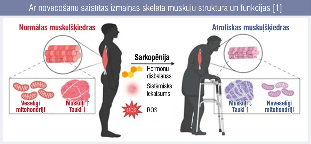 Ar novecošanu saistītās izmaiņas skeleta muskuļu struktūrā un funkcijās [1]