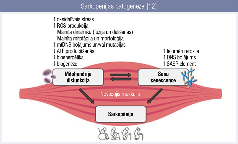 Sarkopēnijas patoģenēze [12]