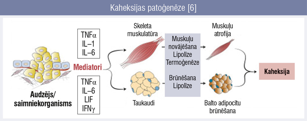 Kaheksijas patoģenēze [6]