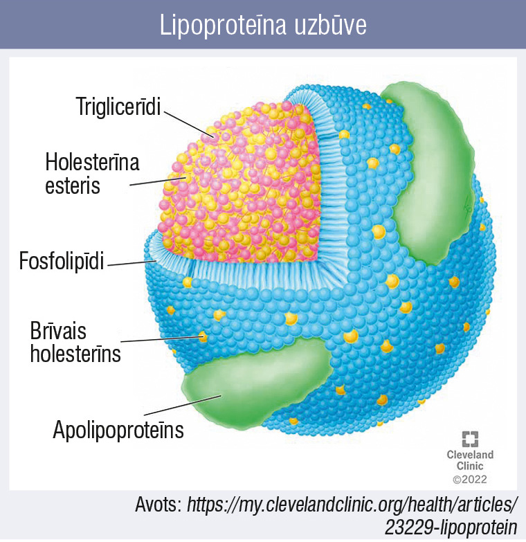 Lipoproteīna uzbūve