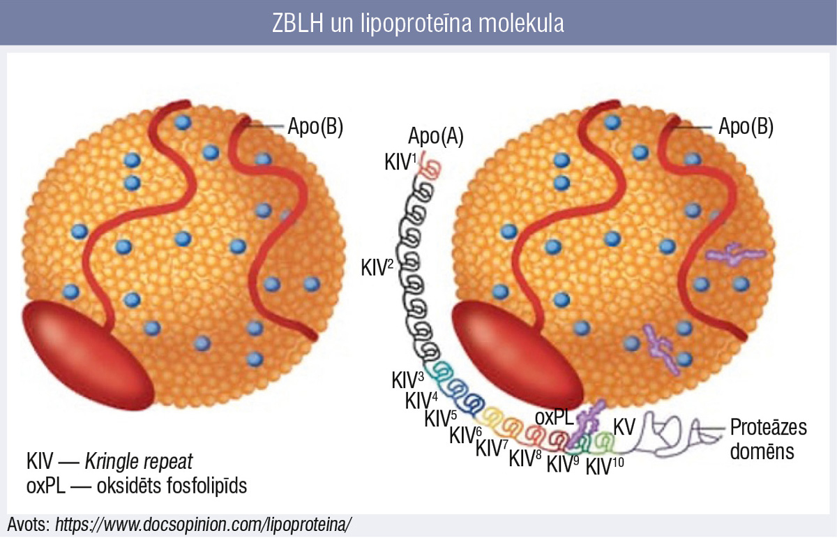 ZBLH un lipoproteīna molekula