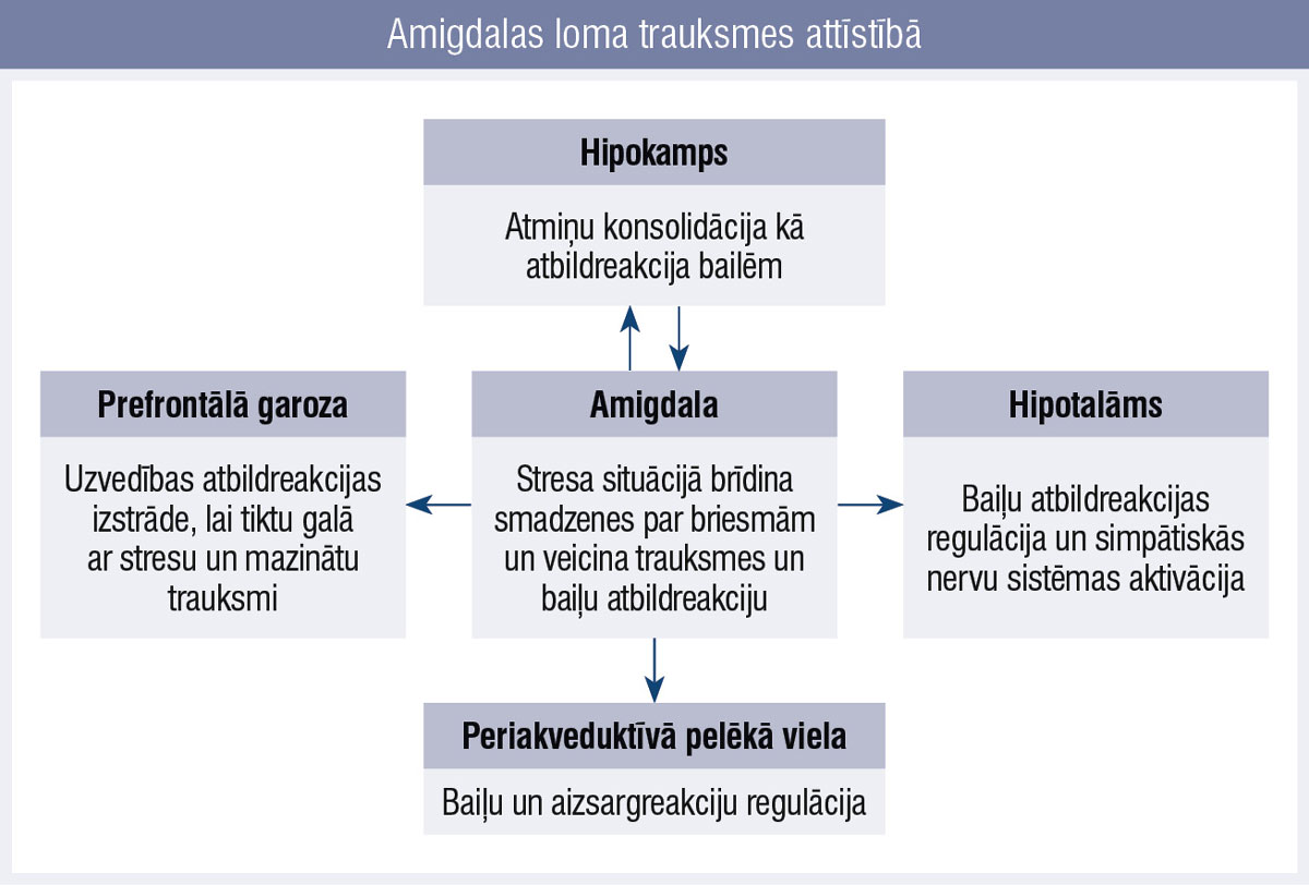 Amigdalas loma trauksmes attīstībā