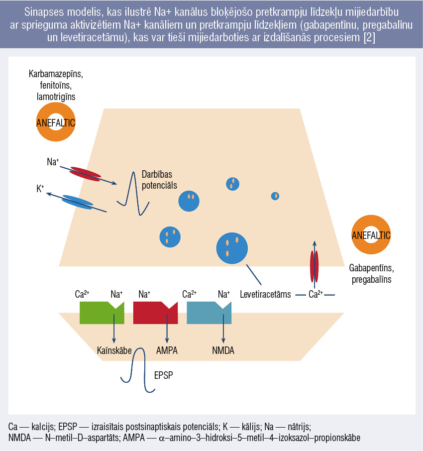2. attēls. Sinapses modelis, kas ilustrē Na+ kanālus bloķējošo pretkrampju līdzekļu mijiedarbību ar sprieguma aktivizētiem Na+ kanāliem un pretkrampju līdzekļiem (gabapentīnu, pregabalīnu un levetiracetāmu), kas var tieši mijiedarboties ar izdalīšanās procesiem [2]