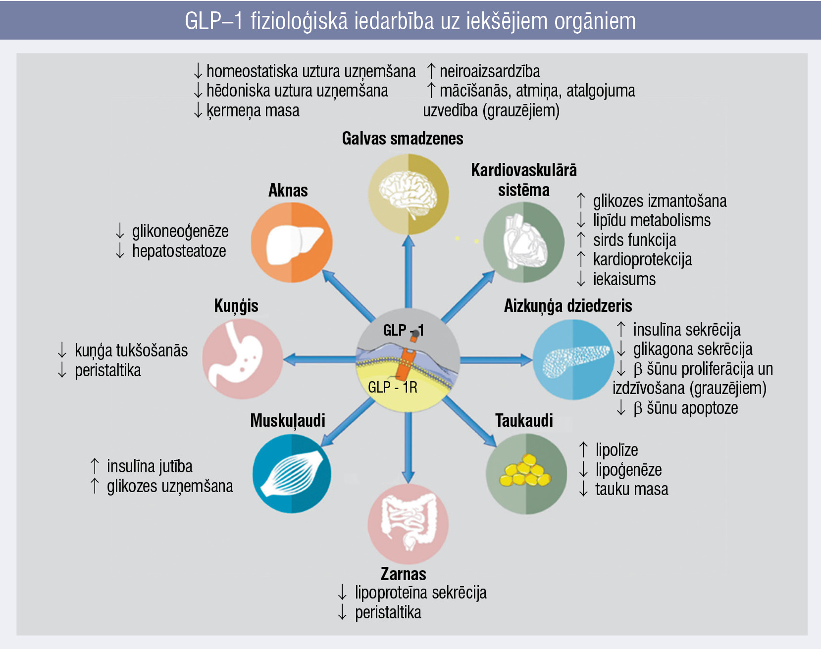 GLP–1 fizioloģiskā iedarbība uz iekšējiem orgāniem