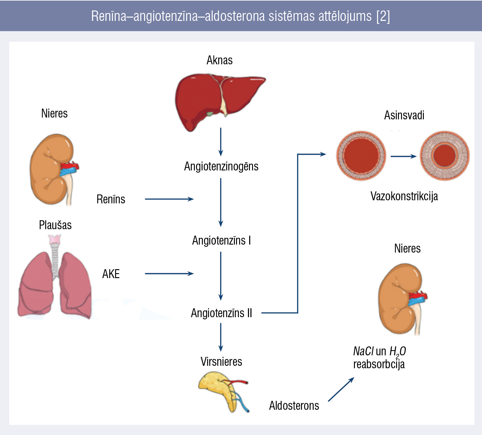 Renīna–angiotenzīna–aldosterona sistēmas attēlojums [2]