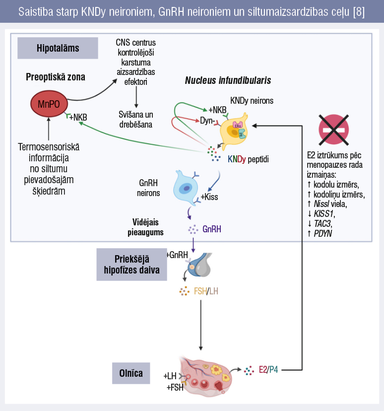 Saistība starp KNDy neironiem, GnRH neironiem un siltumaizsardzības ceļu [8]