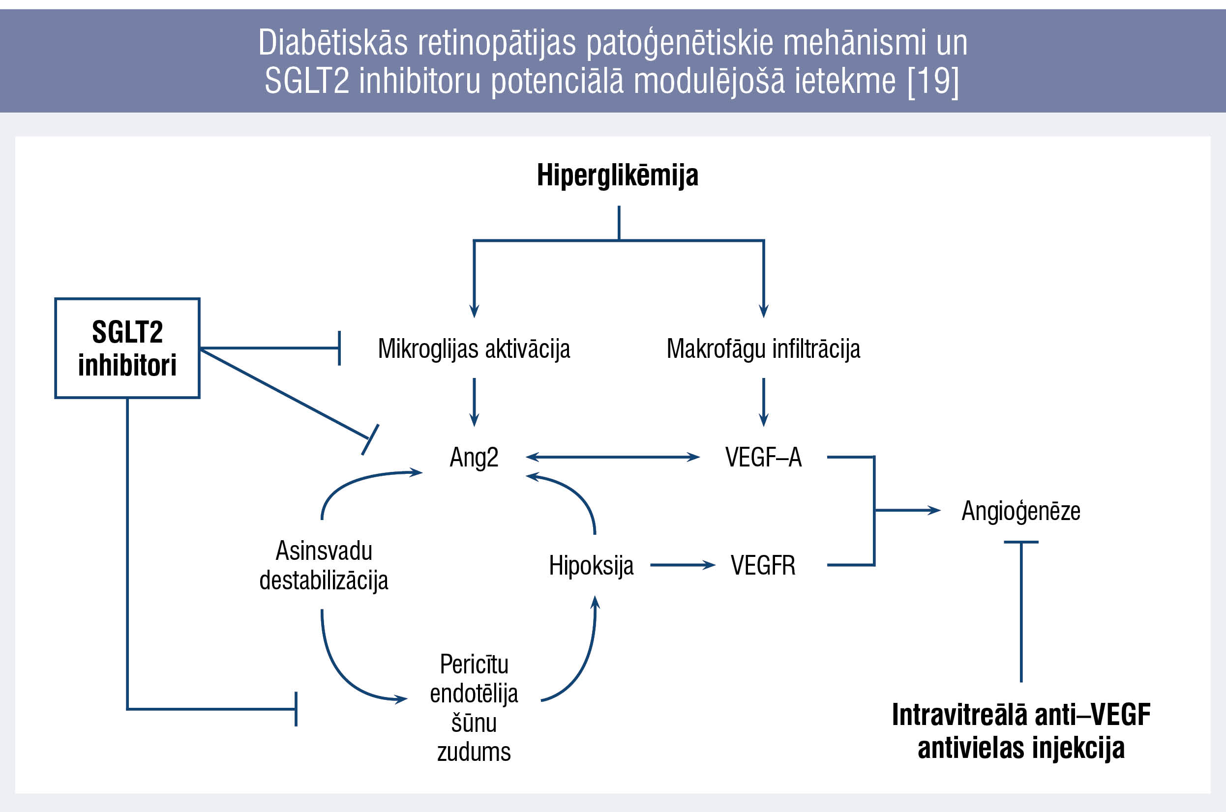 Diabētiskās retinopātijas patoģenētiskie mehānismi un SGLT2 inhibitoru potenciālā modulējošā ietekme [19]