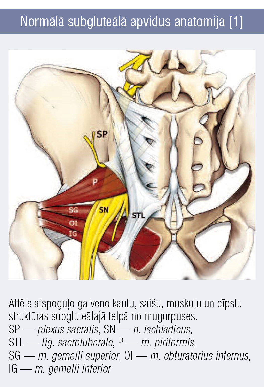 Normālā subgluteālā apvidus anatomija [1]