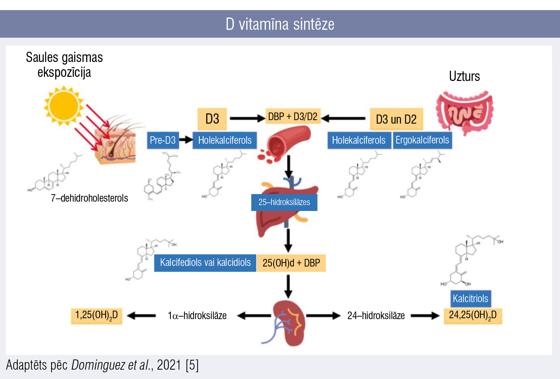 D vitamīna sintēze