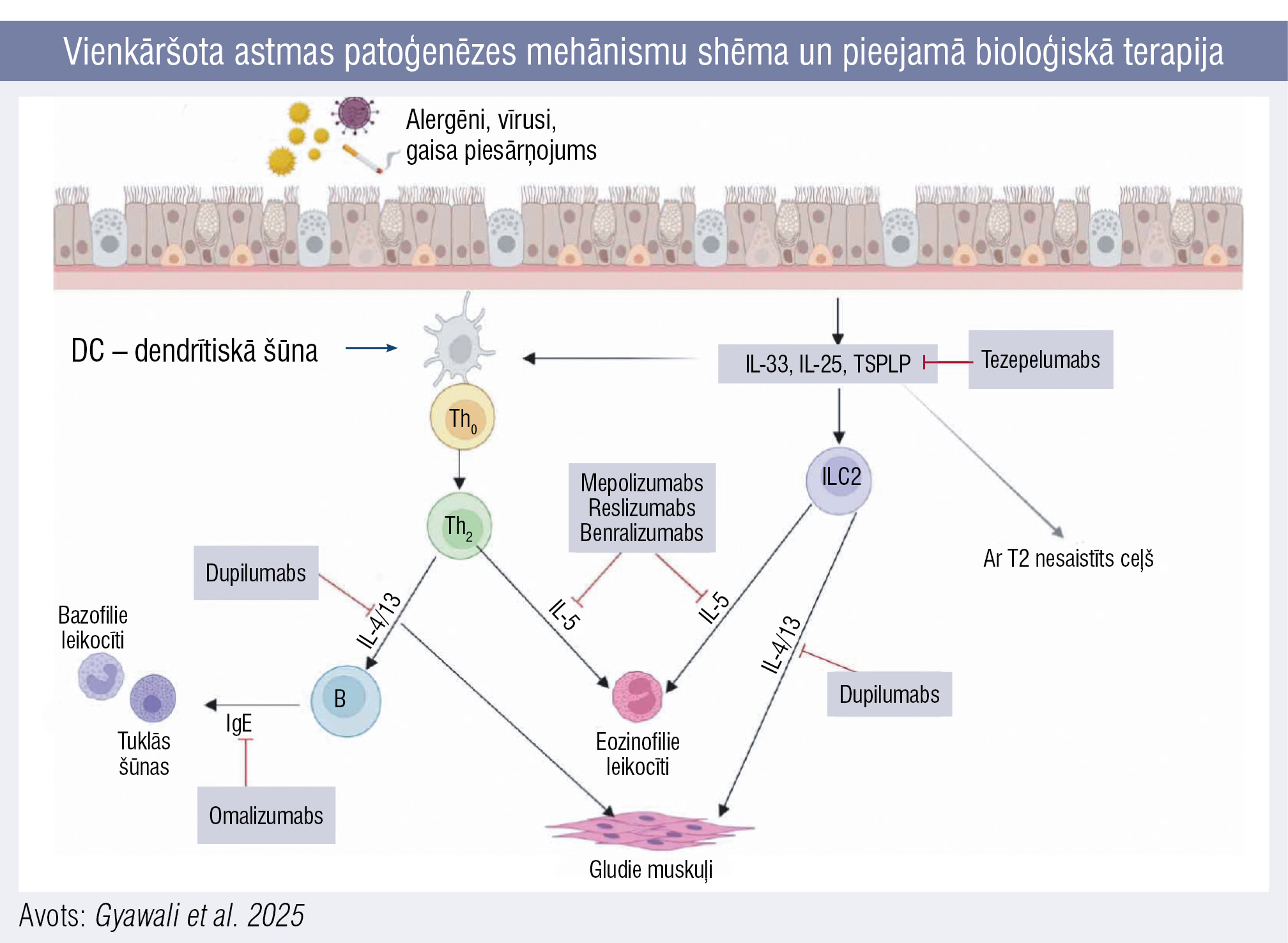 Vienkāršota astmas patoģenēzes mehānismu shēma un pieejamā bioloģiskā terapija